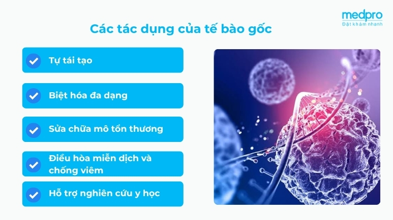 Tác dụng của tế bào gốc là gì