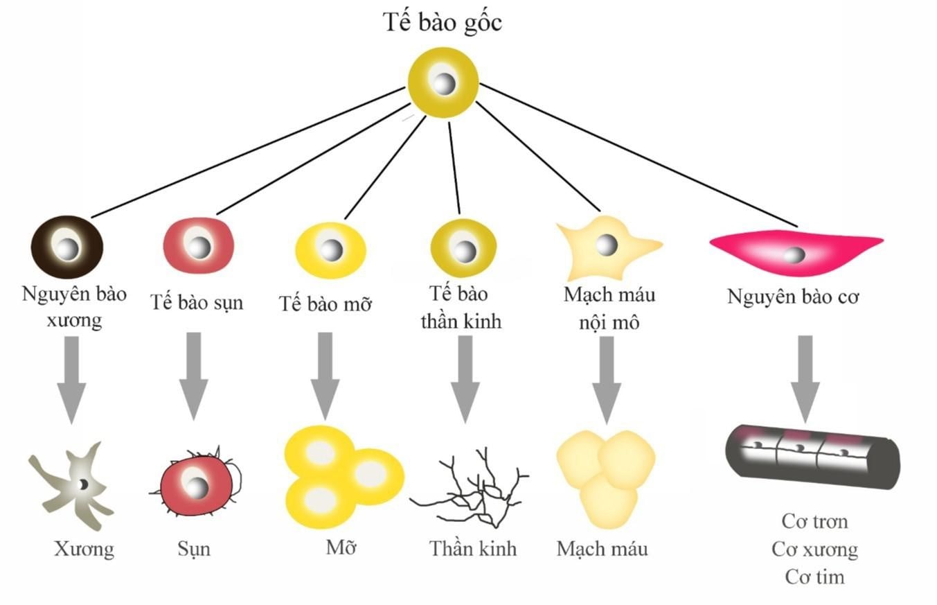 Ứng dụng của tế bào gốc trong điều trị bệnh